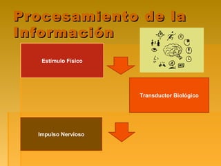 Procesamiento de laProcesamiento de la
InformaciónInformación
Estímulo Físico
Transductor Biológico
Impulso Nervioso
 