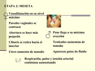 ETAPA 2: MESETA Vasodilatación en su nivel máximo Paredes vaginales se contraen Abertura se hace más pequeña Clítoris se retira hacia el interior Utero aumenta de tamaño Pene llega a su máxima erección Testículos aumentan de tamaño Aparecen gotas de fluido Respiración, pulso y tensión arterial continúan aumentando ♀ ♂ ♀♂ 