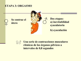 ETAPA 3: ORGASMO Se contrae el útero Dos etapas:  a) inevitabilidad eyaculatoria b) eyaculación Una serie de contracciones musculares rítmicas de los órganos pélvicos a intervalos de 0,8 segundos ♀ ♂ ♀♂ 