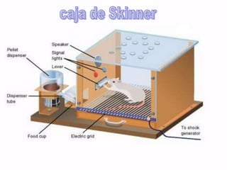 caja de Skinner