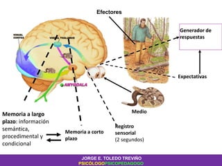 Medio
Registro
sensorial
(2 segundos)
Memoria a corto
plazo
Memoria a largo
plazo: información
semántica,
procedimental y
condicional
Efectores
Generador de
respuestas
Expectativas
JORGE E. TOLEDO TREVIÑO
PSICÓLOGOPSICOPEDAGOGO
 