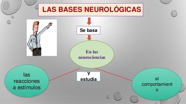 Bases Neurológicas del aprendizaje por Alexander Zapata