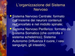 L’organizzazione del Sistema
Nervoso
 Sistema

Nervoso Centrale: formato
dall’insieme dei neuroni contenuti
nell’encefalo e nel midollo spinale;
 Sistema Nervoso Periferico: formato da
Sistema Somatico (che controlla il
sistema scheletrico); Sistema
Autonomo (influenza il cuore, i vasi
sanguigni, gli intestini).

 