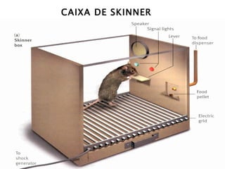 CAIXA DE SKINNER
 