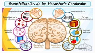 Especialización de los Hemisferio Cerebrales
 