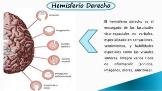 Hemisferio Derecho
El hemisferio derecho es el
encargado de las facultades
viso-espaciales no verbales,
especializado en sensaciones,
sentimientos, y habilidades
especiales como las visuales
sonoras. Integra varios tipos
de información (sonidos,
imágenes, olores, sanciones).
 
