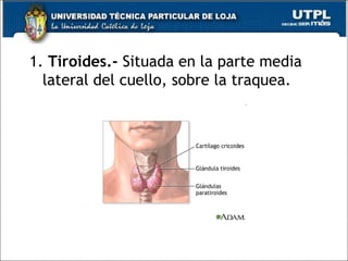 1. Tiroides.- Situada en la parte media
lateral del cuello, sobre la traquea.
 