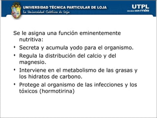 Se le asigna una función eminentemente
nutritiva:
 Secreta y acumula yodo para el organismo.
 Regula la distribución del calcio y del
magnesio.
 Interviene en el metabolismo de las grasas y
los hidratos de carbono.
 Protege al organismo de las infecciones y los
tóxicos (hormotirina)
 