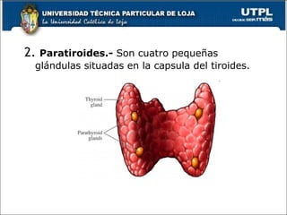 2. Paratiroides.- Son cuatro pequeñas
glándulas situadas en la capsula del tiroides.
 