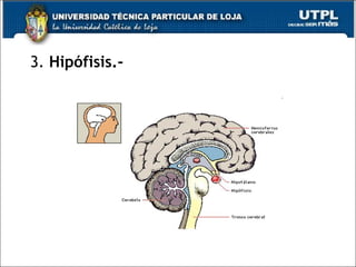 3. Hipófisis.-
 