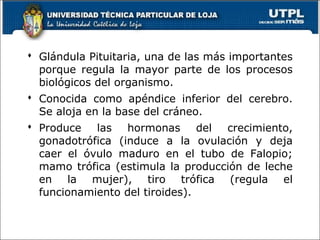  Glándula Pituitaria, una de las más importantes
porque regula la mayor parte de los procesos
biológicos del organismo.
 Conocida como apéndice inferior del cerebro.
Se aloja en la base del cráneo.
 Produce las hormonas del crecimiento,
gonadotrófica (induce a la ovulación y deja
caer el óvulo maduro en el tubo de Falopio;
mamo trófica (estimula la producción de leche
en la mujer), tiro trófica (regula el
funcionamiento del tiroides).
 