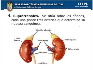 4. Suprarrenales.- Se sitúa sobre los riñones,
cada una posee tres arterias que determina su
riqueza sanguínea.
 