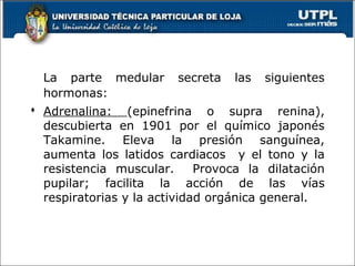 La parte medular secreta las siguientes
hormonas:
 Adrenalina: (epinefrina o supra renina),
descubierta en 1901 por el químico japonés
Takamine. Eleva la presión sanguínea,
aumenta los latidos cardiacos y el tono y la
resistencia muscular. Provoca la dilatación
pupilar; facilita la acción de las vías
respiratorias y la actividad orgánica general.
 