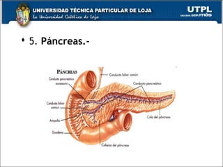  5. Páncreas.-
 