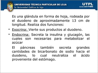 Es una glándula en forma de hoja, rodeada por
el duodeno de aproximadamente 13 cm de
longitud. Realiza dos funciones:
 Exocrina: Vierte sus productos al duodeno.
 Endocrina: Secreta la insulina y glucagón, las
cuales son necesarias para metabolizar el
azúcar
El páncreas también secreta grandes
cantidades de bicarbonato de sodio hacia el
duodeno, lo cual neutraliza el ácido
proveniente del estómago.
 