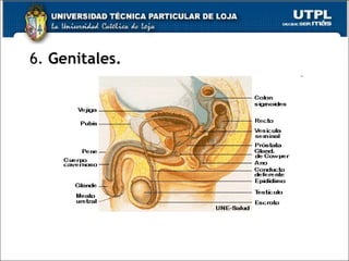 6. Genitales.
 