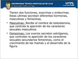Tienen dos funciones, exocrinas y endocrinas.
Estas ultimas secretan diferentes hormonas,
masculinas y femeninas.
 Masculinas: Recibe el nombre de testosterona,
que controla la aparición de los caracteres
sexuales masculinos.
 Femeninas: Los ovarios secretan estrógenos,
que controlan la aparición de los caracteres
sexuales secundarios femeninos, como el
crecimiento de las mamas y el desarrollo de la
figura.
60
 