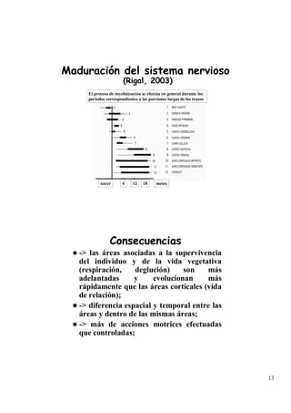 Maduración del sistema nervioso
                       (Rigal, 2003)
     El proceso de myelinización se efectúa en general durante los
     períodos correspondientes a las porciones largas de los trazos




           nacer       6    12    18     meses




                Consecuencias
   -> las áreas asociadas a la supervivencia
   del individuo y de la vida vegetativa
   (respiración,    deglución)     son   más
   adelantadas      y     evolucionan    más
   rápidamente que las áreas corticales (vida
   de relación);
   -> diferencia espacial y temporal entre las
   áreas y dentro de las mismas áreas;
   -> más de acciones motrices efectuadas
   que controladas;




                                                                      13
 