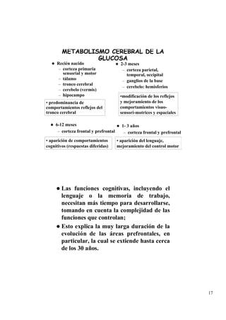 METABOLISMO CEREBRAL DE LA
                 GLUCOSA
     Recién nacido                      2-3 meses
      – corteza primaria                 – corteza parietal,
        sensorial y motor                  temporal, occipital
      – tálamo                           – ganglios de la base
      – tronco cerebral
                                         – cerebelo: hemisferios
      – cerebelo (vermis)
      – hipocampo                       •modificación de los reflejos
• predominancia de                      y mejoramiento de los
comportamientos reflejos del            comportamientos visuo-
tronco cerebral                         sensori-motrices y espaciales

     6-12 meses                          1- 3 años
      – corteza frontal y prefrontal      – corteza frontal y prefrontal
• aparición de comportamientos         • aparición del lenguaje,
cognitivos (respuestas diferidas)      mejoramiento del control motor




        Las funciones cognitivas, incluyendo el
        lenguaje o la memoria de trabajo,
        necesitan más tiempo para desarrollarse,
        tomando en cuenta la complejidad de las
        funciones que controlan;
        Esto explica la muy larga duración de la
        evolución de las áreas prefrontales, en
        particular, la cual se extiende hasta cerca
        de los 30 años.




                                                                           17
 