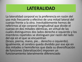 LATERALIDAD
La lateralidad corporal es la preferencia en razón del
uso más frecuente y efectivo de una mitad lateral del
cuerpo frente a la otra. Inevitablemente hemos de
referirnos al eje corporal longitudinal que divide el
cuerpo en dos mitades idénticas, en virtud de las
cuales distinguimos dos lados derecho e izquierdo y los
miembros repetidos se distinguen por razón del lado
del eje en el que se encuentran
(brazo, pierna, mano, pie... derecho o izquierdo).
Igualmente, el cerebro queda dividido por ese eje en
dos mitades o hemisferios que dada su diversificación
de funciones (lateralización) imponen un
funcionamiento lateralmente diferenciado.
 