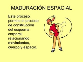 MADURACIÓN ESPACIAL Este proceso permite el proceso de construcción del esquema corporal, relacionando movimientos, cuerpo y espacio. 