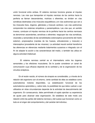 unión funcional entre ambas. El sistema nervioso funciona gracias al impulso
nervioso. Las vías que transportan el impulso nervioso de los centros hacia la
periferia se llaman descendentes, motrices o eferentes; se dividen en vías
somáticas destinadas a los músculos esqueléticos y en vías autónomas que van a
los músculos lisos, órganos, glándulas y músculo cardíaco. Las vías autónomas
comprenden los sistemas simpáticos y parasimpáticos. Las vías que, en sentido
inverso, conducen al impulso nervioso de la periferia hacia los centros nerviosos
se denominan ascendentes, sensitivas o aferentes: reagrupan las vías somáticas,
viscerales y sensoriales de las sensibilidades exteroceptiva (proveniente del medio
exterior), propioceptiva (nacidas de los huesos, articulaciones y músculo) e
interoceptiva (procedente de las vísceras). La actividad neural central transforma
las aferencias en eferencias mediante tratamientos sucesivos e integrado con el
fin de adaptar la acción a las características del medio, o también las utiliza en
alguna actividad intelectual.


         El sistema nervioso central es el intermediario entre los órganos
sensoriales y los efectores musculares. Se le puede considerar un canal de
comunicación cuya eficacia depende de la cantidad y de la organización de los
circuitos sinápticos.


       En el recién nacido, el número de sinapsis es considerable, y a través de la
relación del organismo con el entorno, cierta cantidad de ellas se establece como
automatismos     motores    disponibles.   La   estabilización   funcional   de   los
automatismos aprendidos y, sobre todo, la posibilidad de que éstos vuelvan a ser
utilizados en otras circunstancias depende de la actividad de descubrimiento del
organismo. En consecuencia, debe permitírsele al sujeto ejercitar su experiencia
de ajuste para alcanzar esta organización. Se establece de este modo una
relación entre las partes del sistema nervioso y del cuerpo que funcionan como un
todo en el origen del comportamiento y del carácter del individuo.
 