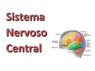SSiisstteemmaa 
NNeerrvvoossoo 
CCeennttrraall 
 