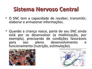SSiisstteemmaa NNeerrvvoossoo CCeennttrraall 
• O SNC tem a capacidade de receber, transmitir, 
elaborar e armazenar informações. 
• Quando a criança nasce, parte de seu SNC ainda 
está por se desenvolver (a mielinização, por 
exemplo), precisando de condições favoráveis 
para seu pleno desenvolvimento e 
funcionamento (nutrição, estimulação). 
 