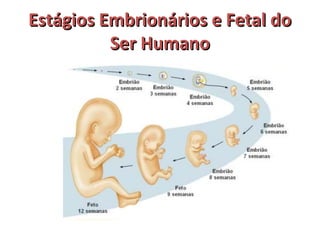 EEssttáággiiooss EEmmbbrriioonnáárriiooss ee FFeettaall ddoo 
SSeerr HHuummaannoo 
 