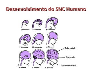 DDeesseennvvoollvviimmeennttoo ddoo SSNNCC HHuummaannoo 
 