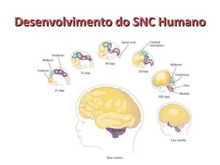 DDeesseennvvoollvviimmeennttoo ddoo SSNNCC HHuummaannoo 
 