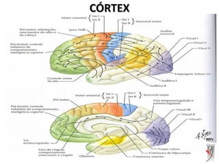 CÓRTEXCÓRTEX
 