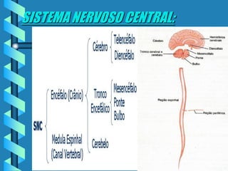 SISTEMA NERVOSO CENTRAL:
 