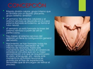•

•
•

•
•

CONCEPCIÓN
Rápida división celular: grupo interno que
es dividido por un líquido: placenta,
grupo externo: embrión
2ª semana: tres estratos celulares y el
sistema nervioso se desarrolla en la capa
externa llamada ectodermo. se forma el
tubo neural.
6ª semana: ya está formado la base del
sistema nervioso a partir de ahí se
perfecciona.

Tres meses: el sistema nervioso del
embrión ya tiene la configuración general
del adulto.
Nacimiento: se han formado todas las
células nerviosas (alrededor de 100
millones de neuronas. hasta este
momento lo que ha hecho el cerebro es
establecer circuitos que son su mejor
aproximación a lo que se requerirá para
la visión, el lenguaje, etc. desde este
momento la actividad neuronal es
guiada por el flujo de experiencias
sensoriales que se encargan de refinar el
proceso.

 