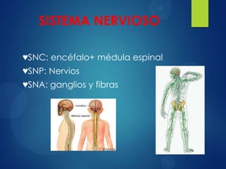 SISTEMA NERVIOSO
♥SNC: encéfalo+ médula espinal
♥SNP: Nervios

♥SNA: ganglios y fibras

 