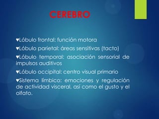 CEREBRO
♥Lóbulo frontal: función motora
♥Lóbulo parietal: áreas sensitivas (tacto)
♥Lóbulo temporal: asociación sensorial de
impulsos auditivos
♥Lóbulo occipital: centro visual primario
♥Sistema límbico: emociones y regulación
de actividad visceral, así como el gusto y el
olfato.

 