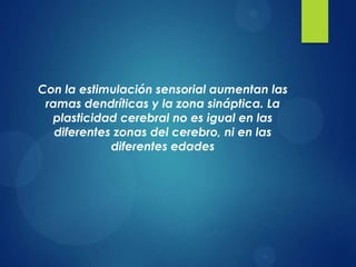 Con la estimulación sensorial aumentan las
ramas dendríticas y la zona sináptica. La
plasticidad cerebral no es igual en las
diferentes zonas del cerebro, ni en las
diferentes edades

 