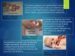 Si ambos pulgares son presionados hacia las
palmas de las manos, hay una abertura de
boca y movimiento de la cabeza hacia la
linea media, arqueándose hacia adelante.

se presenta después de frotar
la planta del pie. El dedo gordo
del pie entonces se mueve
hacia arriba o hacia la
superficie superior del pie y los
otros dedos se abren en
abanico.

se presenta cuando uno acaricia la
mejilla del bebé. El bebé girará la
cabeza hacia el lado acariciado y
comenzará a hacer movimientos de
succión con la boca.

 