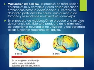 

Maduración del cerebro.- El proceso de maduración



En el proceso de maduración se produce una perdida
de sustancia gris. Esto será producto de la eliminación
de conexiones neuronales no utilizadas y del desarrollo
de las funciones superiores del adulto.

cerebral es muy complejo y dura desde el periodo
embrionario hasta la adolescencia. El cerebro se
desarrolla partir del tubo neural, que aumenta de
tamaño y se subdivide en estructuras complejas.

 