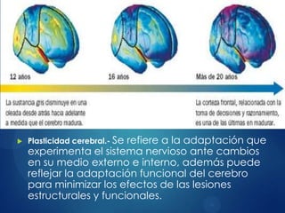 

Plasticidad cerebral.- Se

refiere a la adaptación que
experimenta el sistema nervioso ante cambios
en su medio externo e interno, además puede
reflejar la adaptación funcional del cerebro
para minimizar los efectos de las lesiones
estructurales y funcionales.

 