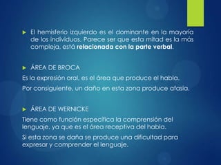 

El hemisferio izquierdo es el dominante en la mayoría
de los individuos. Parece ser que esta mitad es la más
compleja, está relacionada con la parte verbal.



ÁREA DE BROCA

Es la expresión oral, es el área que produce el habla.
Por consiguiente, un daño en esta zona produce afasia.


ÁREA DE WERNICKE

Tiene como función específica la comprensión del
lenguaje, ya que es el área receptiva del habla.
Si esta zona se daña se produce una dificultad para
expresar y comprender el lenguaje.

 