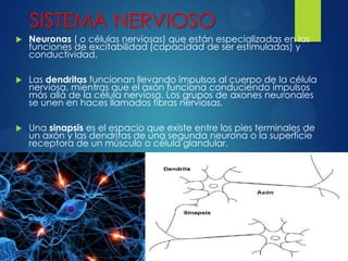 SISTEMA NERVIOSO


Neuronas ( o células nerviosas) que están especializadas en las
funciones de excitabilidad (capacidad de ser estimuladas) y
conductividad.



Las dendritas funcionan llevando impulsos al cuerpo de la célula
nerviosa, mientras que el axón funciona conduciendo impulsos
más allá de la célula nerviosa. Los grupos de axones neuronales
se unen en haces llamados fibras nerviosas.



Una sinapsis es el espacio que existe entre los pies terminales de
un axón y las dendritas de una segunda neurona o la superficie
receptora de un músculo o célula glandular.

 
