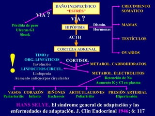 CRECIMIENTO
SOMÁTICO
MAMAS
TESTÍCULOS
OVARIOS
Dismin.
Hormonas
ACTH
HANS SELYE, El síndrome general de adaptación y las
enfermedades de adaptación. J. Clin Endocrinol 1946; 6: 117
CORTISOL
METABOL. CARBOHIDRATOS
METABOL. ELECTROLITOS
Retención de Na
Aumento K y Cl en plasma
VASOS CORAZÓN RIÑONES ARTICULACIONES PRESIÓN ARTERIAL
HipertensiónPoliartritisEsclerosisInfartoPeriarteritis
TIMO y
ORG. LINFÁTICOS
Involución
LINFOCITOS CIRCUL.
Linfopenia
Aumento anticuerpos circulantes
Pérdida de peso
Ulceras GI
Shock
VIA ?
VIA ?
DAÑO INESPECÍFICO
“ESTRÉS”
HIPÓFISIS
CORTEZA ADRENAL
!
 