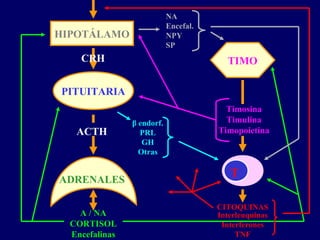 HIPOTÁLAMO
PITUITARIA
ADRENALES
A / NA
CORTISOL
Encefalinas
TIMO
T
ACTH
Timosina
Timulina
Timopoietina
CITOQUINAS
β endorf.
PRL
GH
Otras
NA
Encefal.
NPY
SP
Interleuquinas
Interferones
TNF
CRH
 