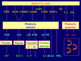 HIPOTÁLAMO
Pituitaria
anterior
Pituitaria
posterior
TSH
Tiroides Higado Gonadas Corteza
adrenal
HT
F M
E P T GC βEndIGF-1
GH LH FSH ACTH
VA OXTRH SOM GHRH GnRH CRH DOPA
PRL
5-HT NE
VP OX
 