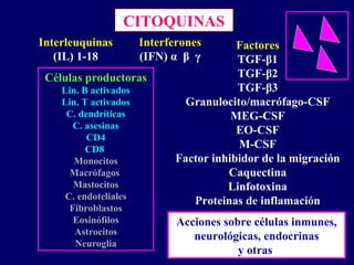 CITOQUINAS
Interleuquinas
(IL) 1-18
Interferones
(IFN) α β γ
Factores
TGF-β1
TGF-β2
TGF-β3
Granulocito/macrófago-CSF
MEG-CSF
EO-CSF
M-CSF
Factor inhibidor de la migración
Caquectina
Linfotoxina
Proteinas de inflamación
Células productoras
Lin. B activados
Lin. T activados
C. dendríticas
C. asesinas
CD4
CD8
Monocitos
Macrófagos
Mastocitos
C. endoteliales
Fibroblastos
Eosinófilos
Astrocitos
Neuroglia
Acciones sobre células inmunes,
neurológicas, endocrinas
y otras
 