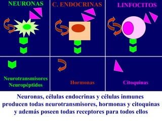 Hormonas
Neurotransmisores
Neuropéptidos Citoquinas
Neuronas, células endocrinas y células inmunes
producen todas neurotransmisores, hormonas y citoquinas
y además poseen todas receptores para todos ellos
NEURONAS C. ENDOCRINAS LINFOCITOS
 