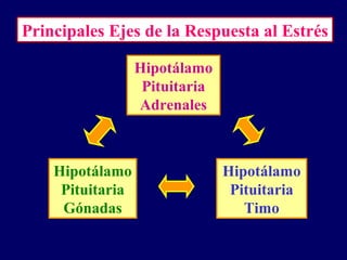 Principales Ejes de la Respuesta al Estrés
Hipotálamo
Pituitaria
Timo
Hipotálamo
Pituitaria
Adrenales
Hipotálamo
Pituitaria
Gónadas
 