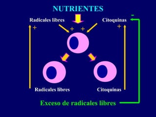 NUTRIENTES
Radicales libres Citoquinas
Exceso de radicales libres
Radicales libres Citoquinas
+ ++ +
-
 
