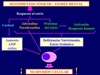 Respuesta al estrés
Aumento
AMP
cíclico
Activación
Respuesta Inmune
Deficiencias Nutricionales
Estrés Oxidativo
NO DIVISIÓN CELULAR
Adrenalina
Noradrenalina
Cortisol
SENTIMIENTOS TÓXICOS / ESTRÉS MENTAL
Proteinas
del estrés
¡ !
 